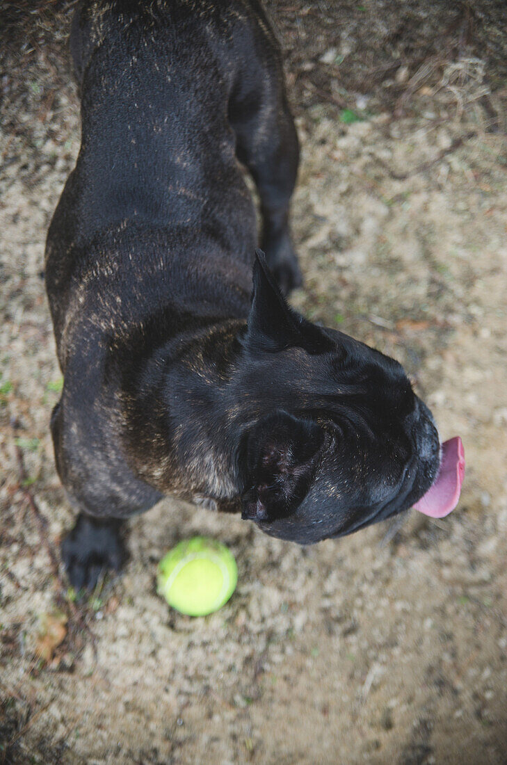 French Bulldog with Tennis Ball on Beach