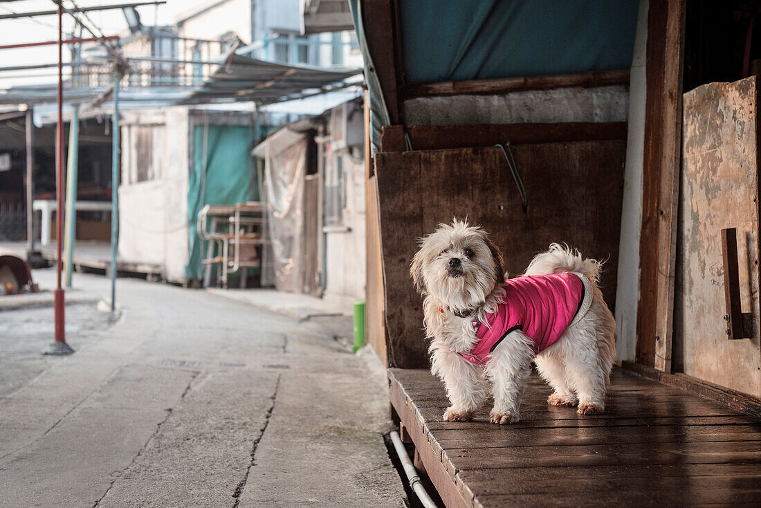 dog dressed in pink at fishing village Tai O, Lantau Island, Hongkong, China, Asia