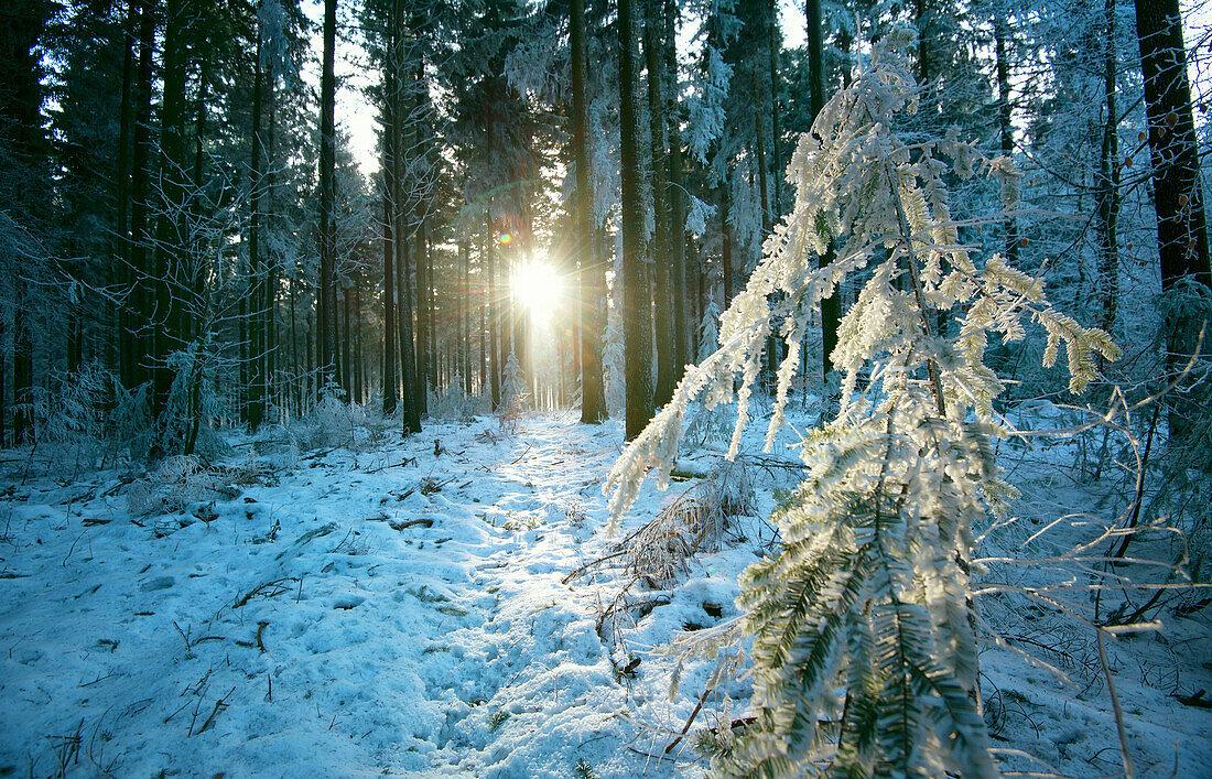 The sun finding a small opening in the snowy forest of Koenigstuhl, Heidelberg, Baden-Wurttemberg, Germany, Europe