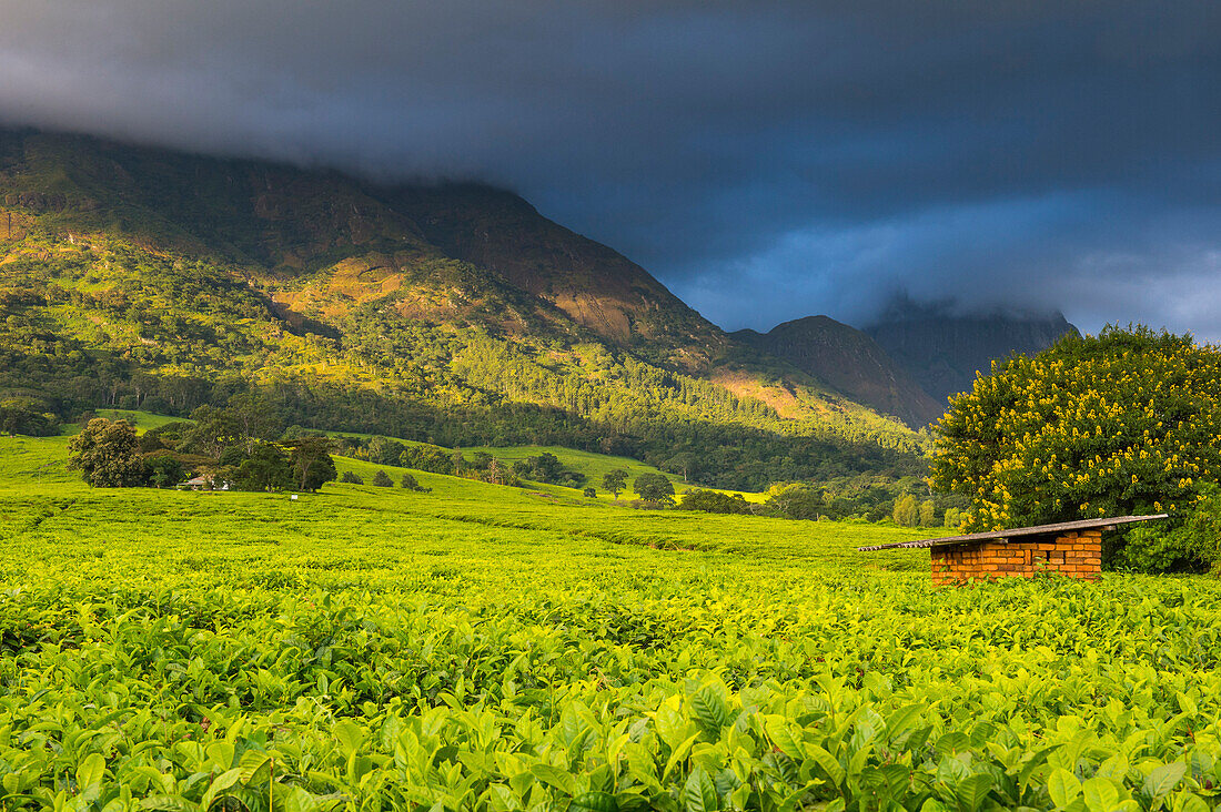 Tea estate on Mount Mulanje, Malawi, Africa