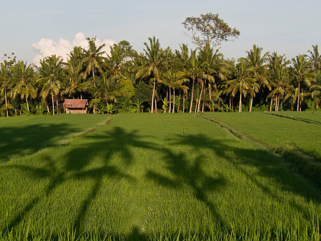 Rice paddy fields in the highlands in Bali, Indonesia, Southeast Asia, Asia