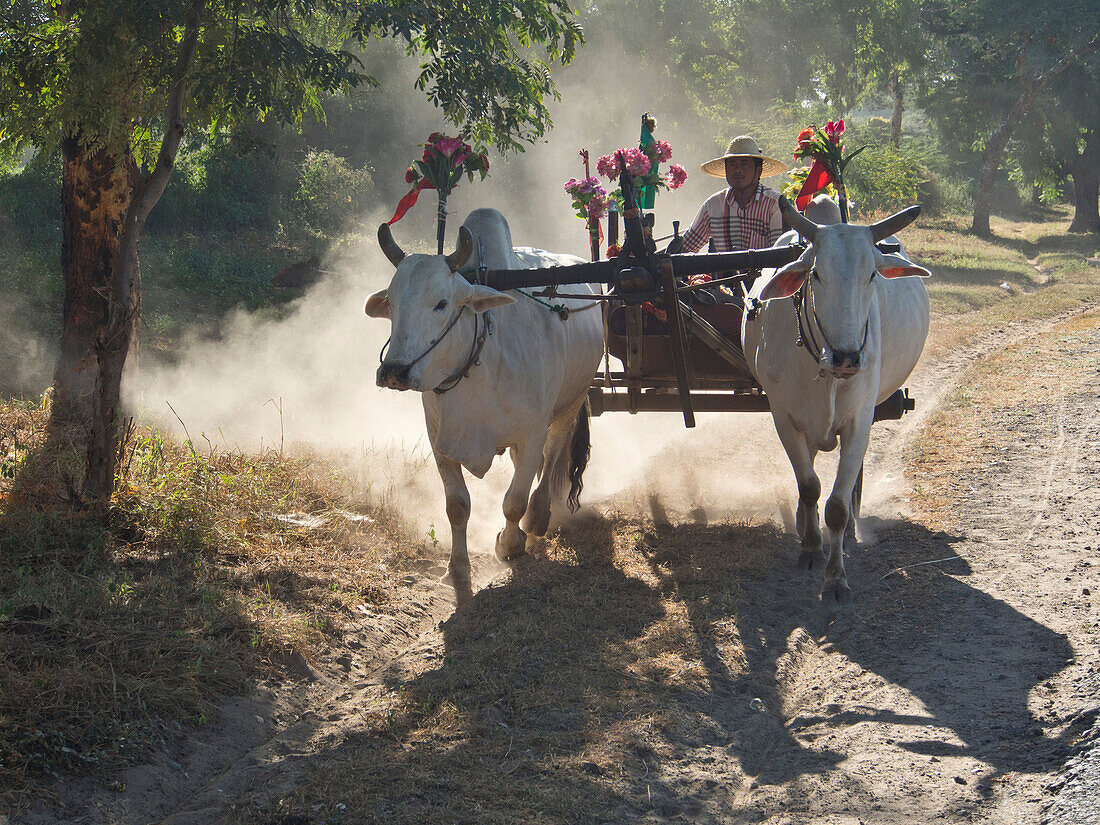 Bullock cart in Bagan, Myanmar Burma, Asia