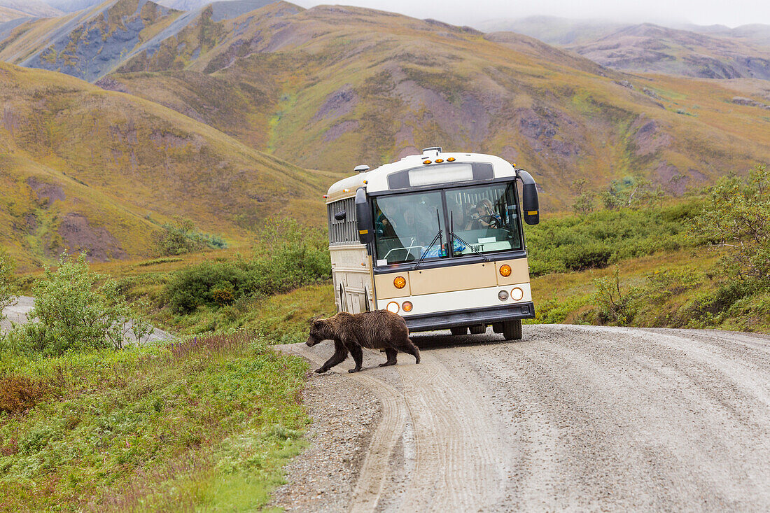 A grizzly bear walks across the Park Road in front of a wilderness tours bus in Denali National Park, Interior Alaska, Summer, USA.