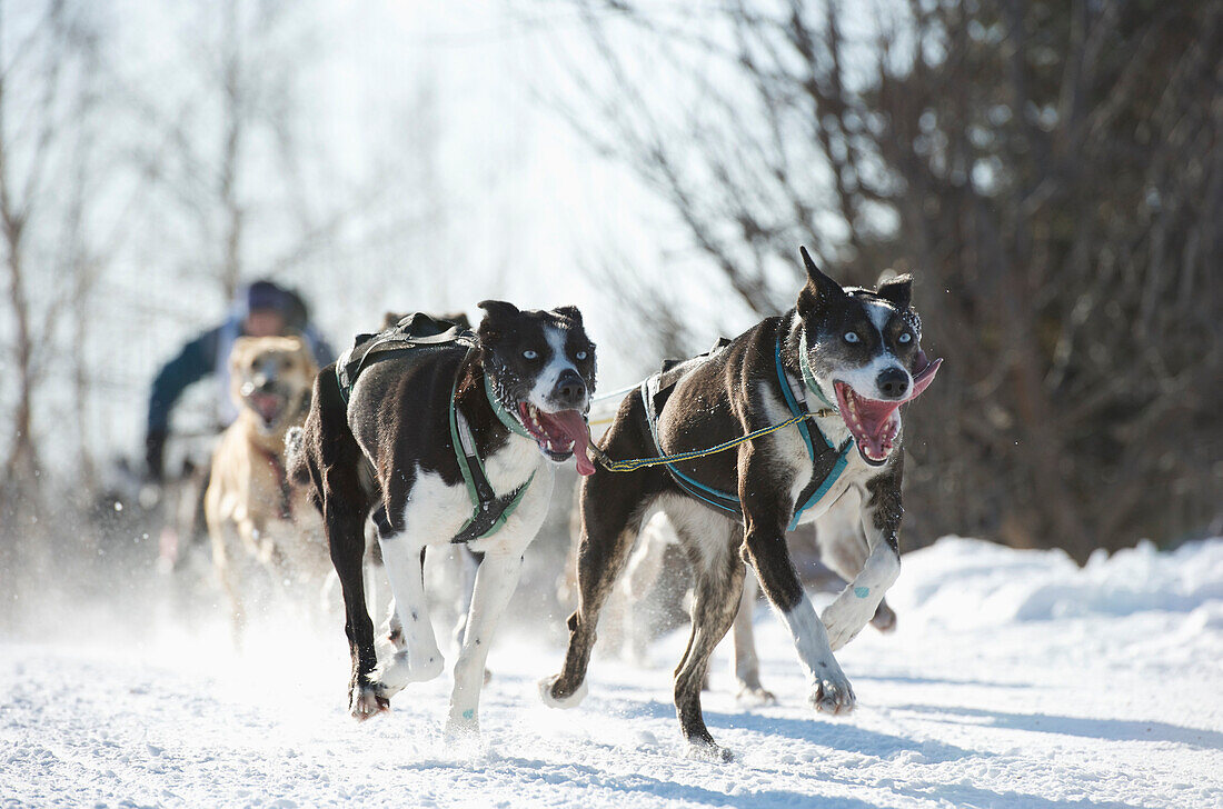 Dogs teams run through the city for the 2011 Fur Rondy World Championship Sled Dog Races in Anchorage, Alaska