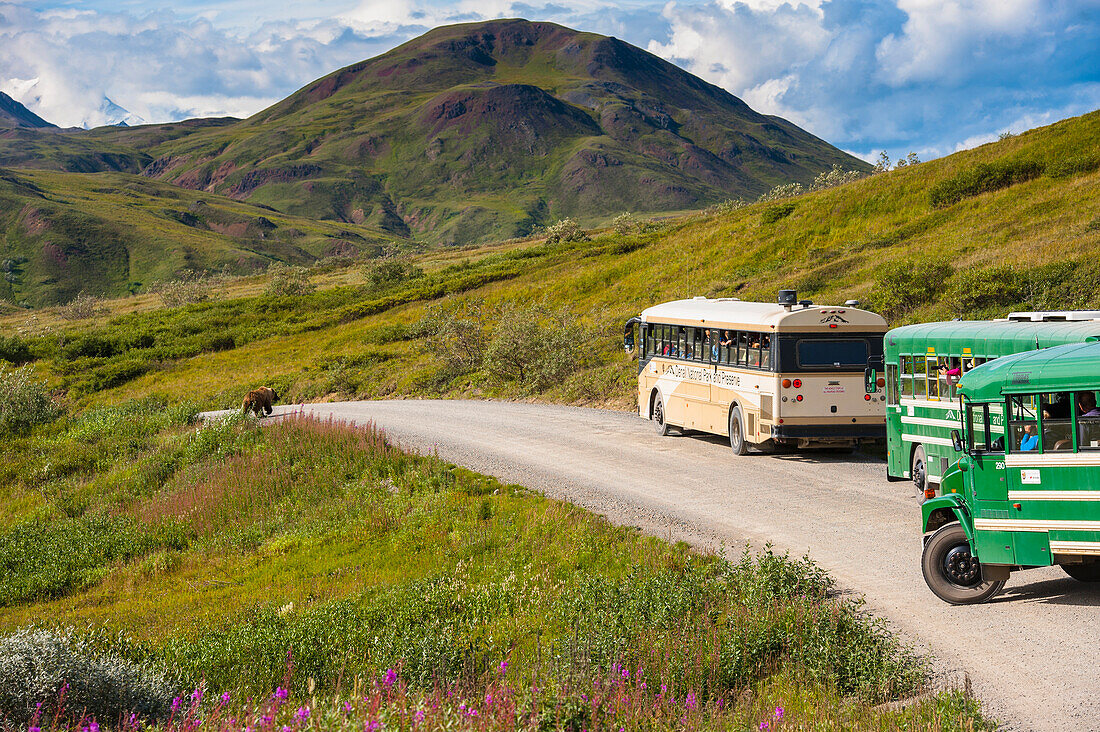 Tour buses line up on the Park Road at Highway Pass as a grizzly bear approaches the road in Denali National Park with Sony Dome in the background, Interior Alaska