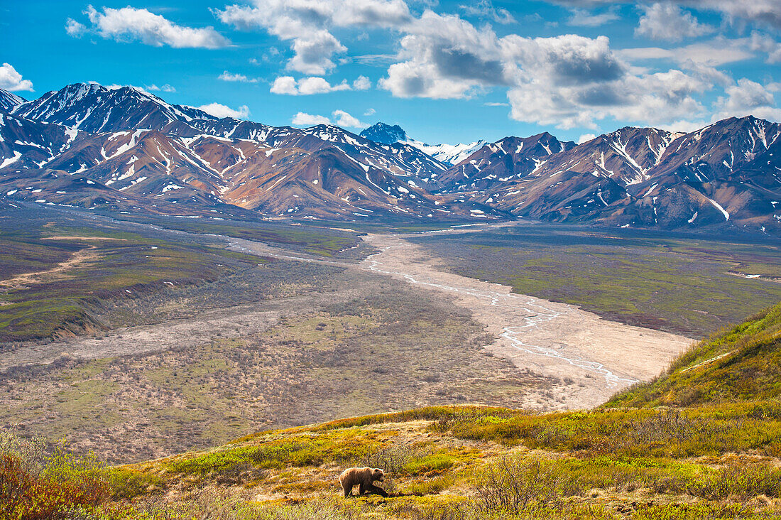 A grizzly bear in Denali National Park at Polychrome Pass with the Alaska Range in the background, Denali National Park, Summer