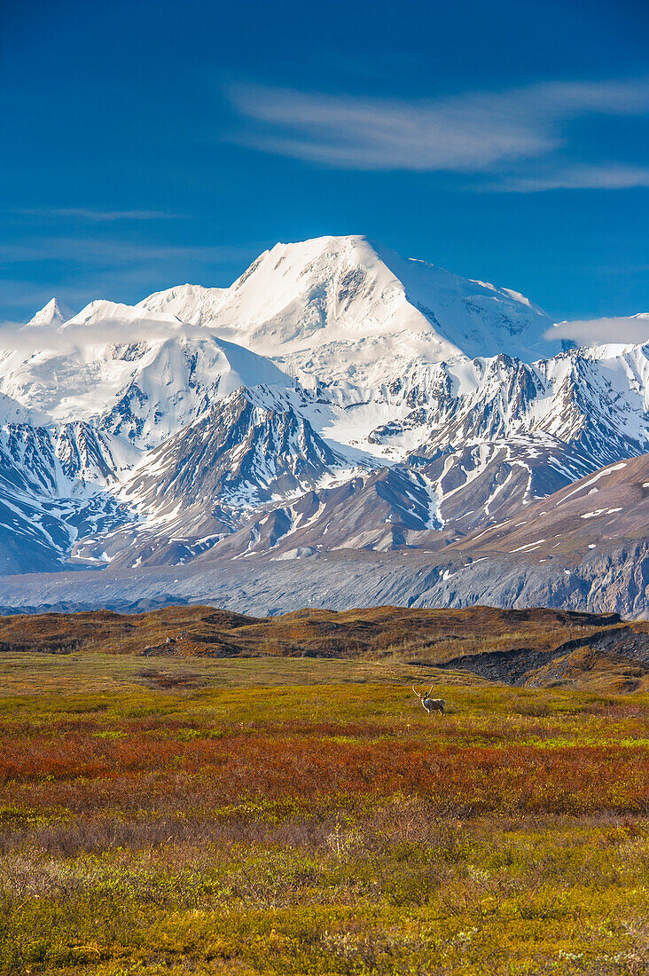 A bull caribou standing on tundra with the Muldrow Glacier and the Alaska Range in the background in Denali National Park.