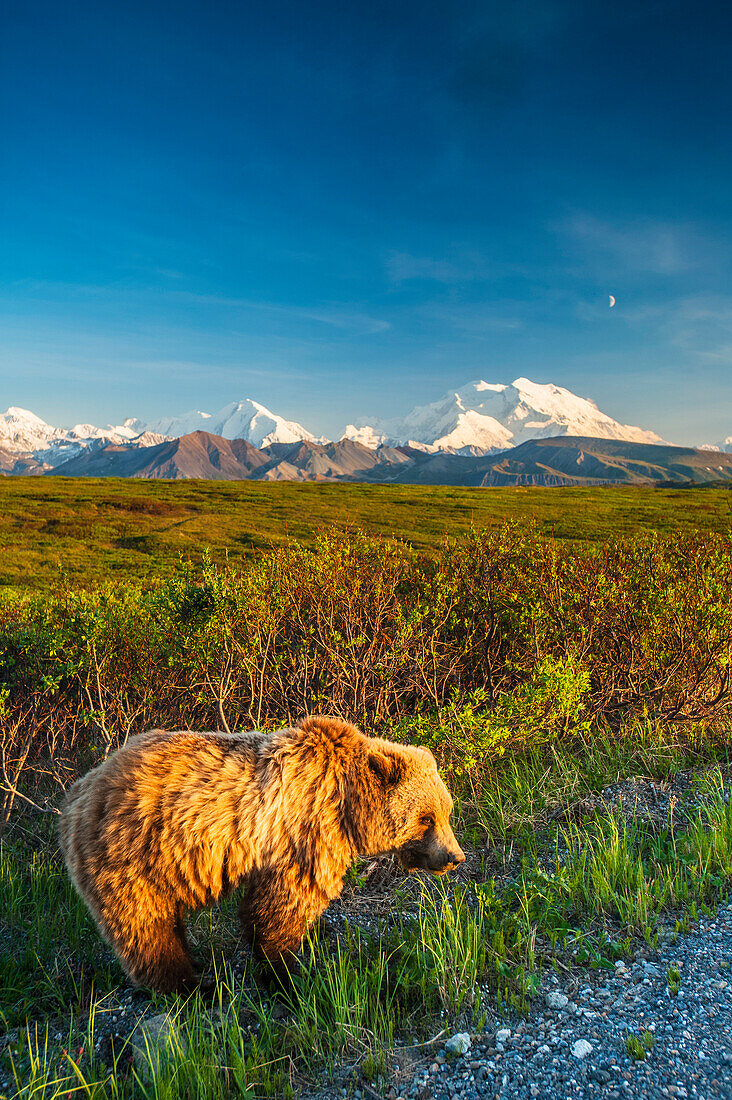 A grizzly Bear near the park road in warm evening light in Area 14 with Mt. McKinley and the Alaska Range in the background, Denali National Park, summer