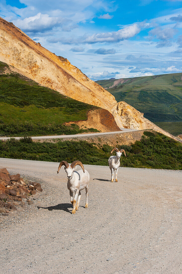 A couple of adult rams are walking on the park road at Polychrome Pass in Denali National Park, Interior Alaska, Summer