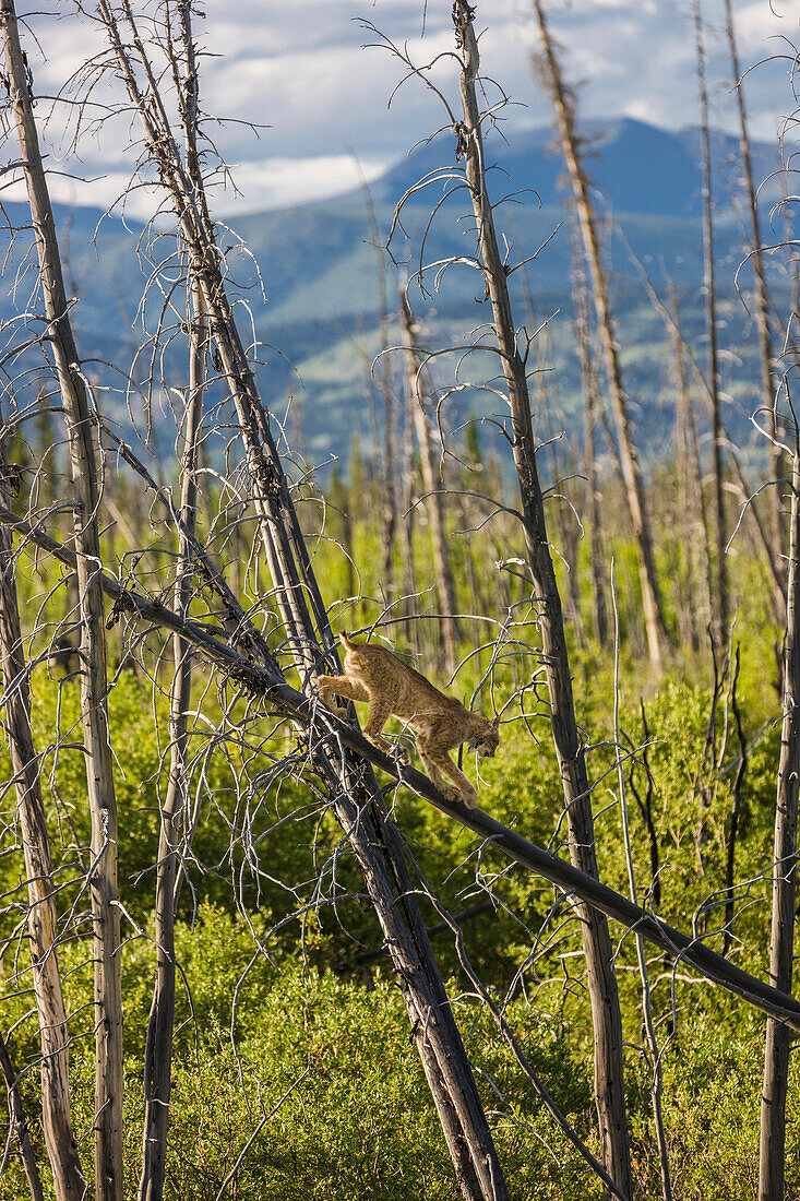 A Lynx in a dead spruce tree in a forest fire regeneration area, Kluane Lake, Northern Yukon Territory, Canada, Summer