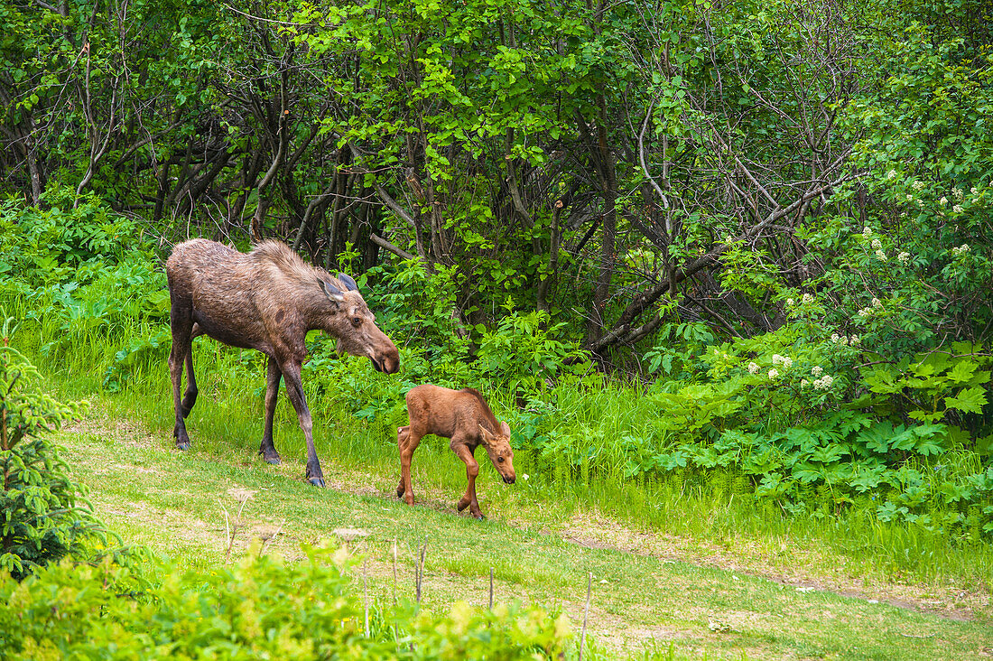 Cow and calf moose along on a trail in Kincaid Park, Southcentral Alaska, summer