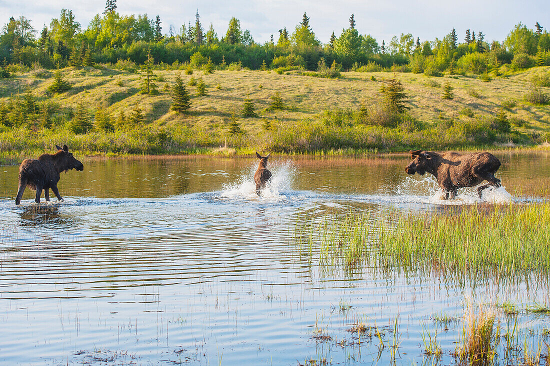 Three bull moose forage for food in a pond off the Coastal Trail in Kincaid Park, Anchorage, Southcentral Alaska.