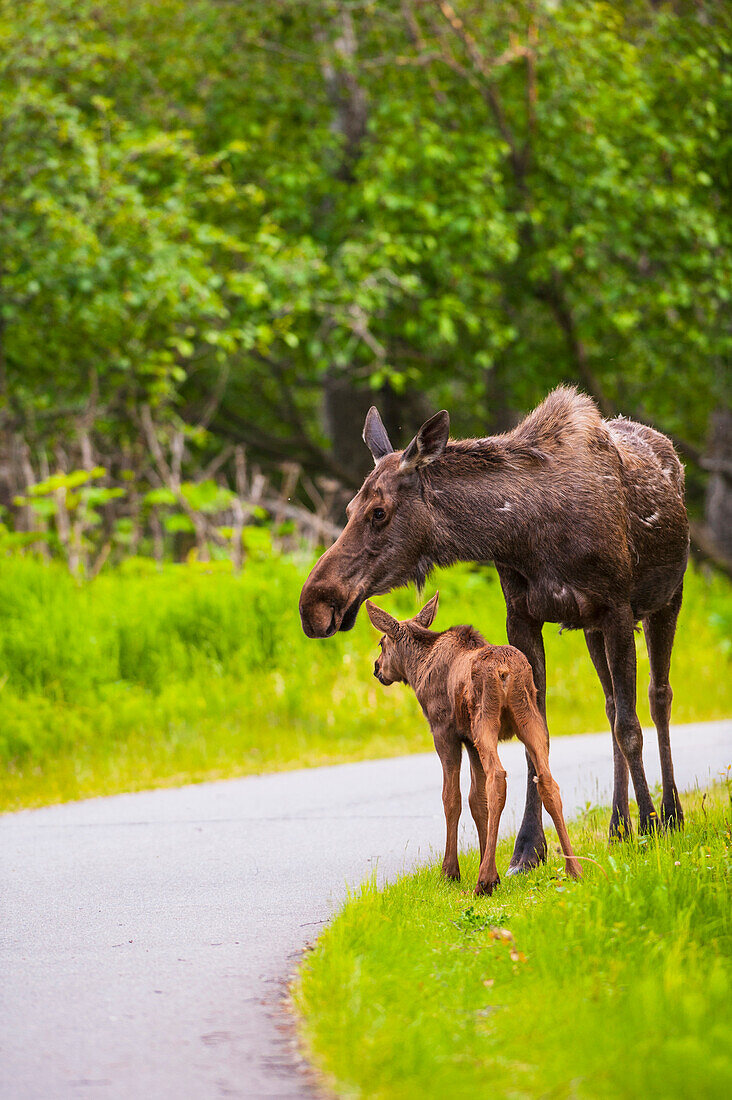 Cow and calf moose along on a trail in Kincaid Park, Southcentral Alaska, summer