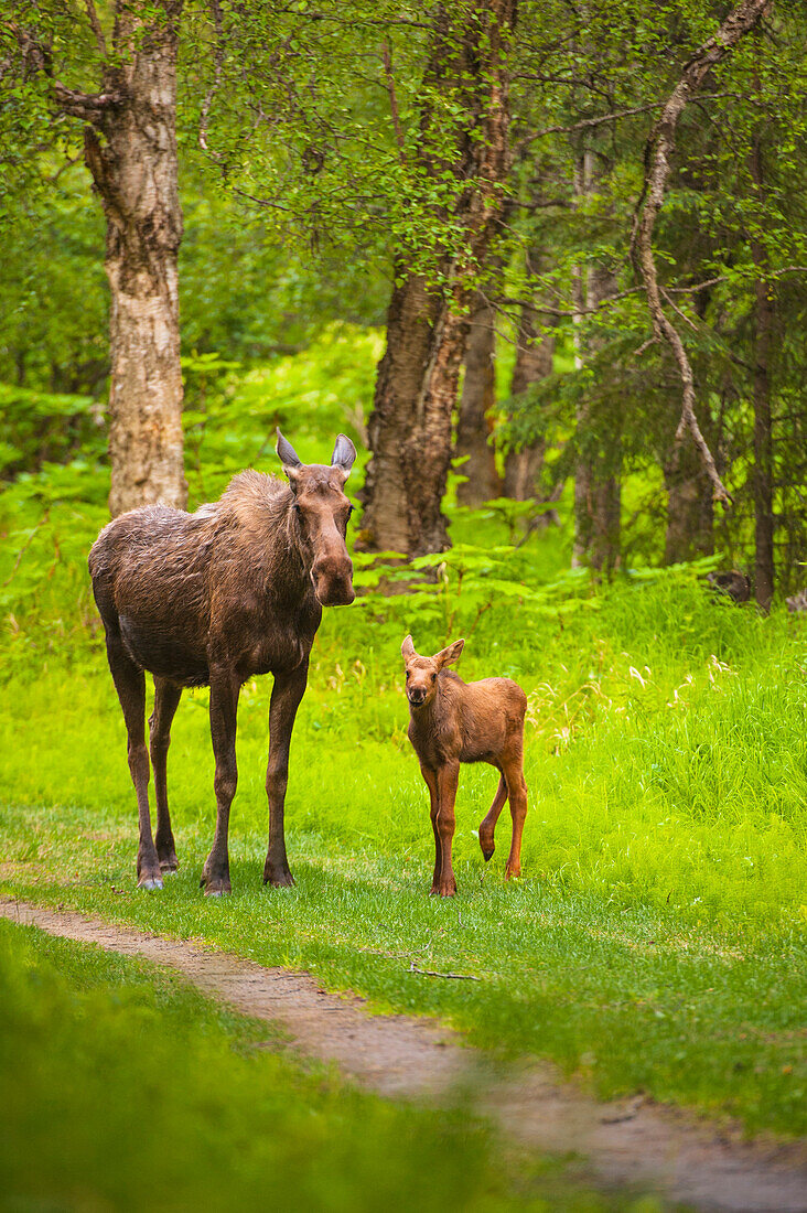 Cow and calf moose along on a trail in Kincaid Park, Southcentral Alaska, summer