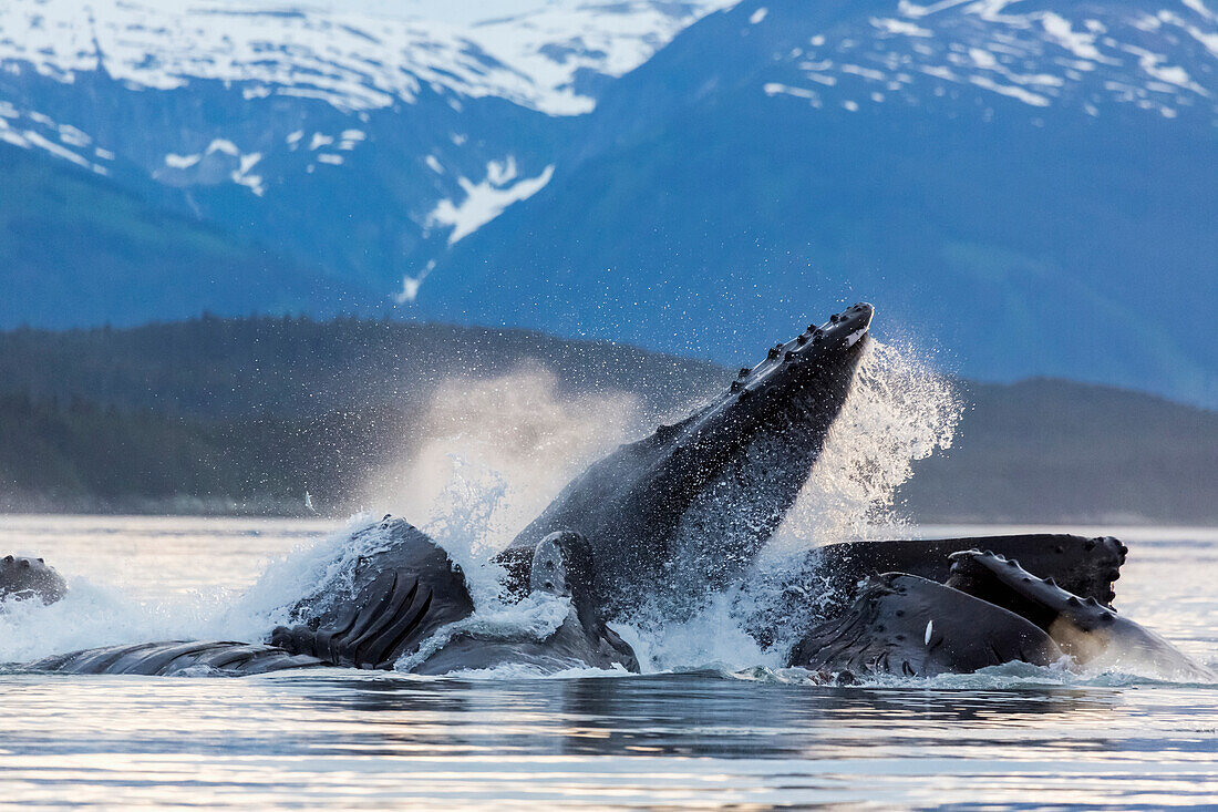 View of a pod of Humpback whales bubble net feeding on small fish in Southeast Alaska near Juneau, Summer.