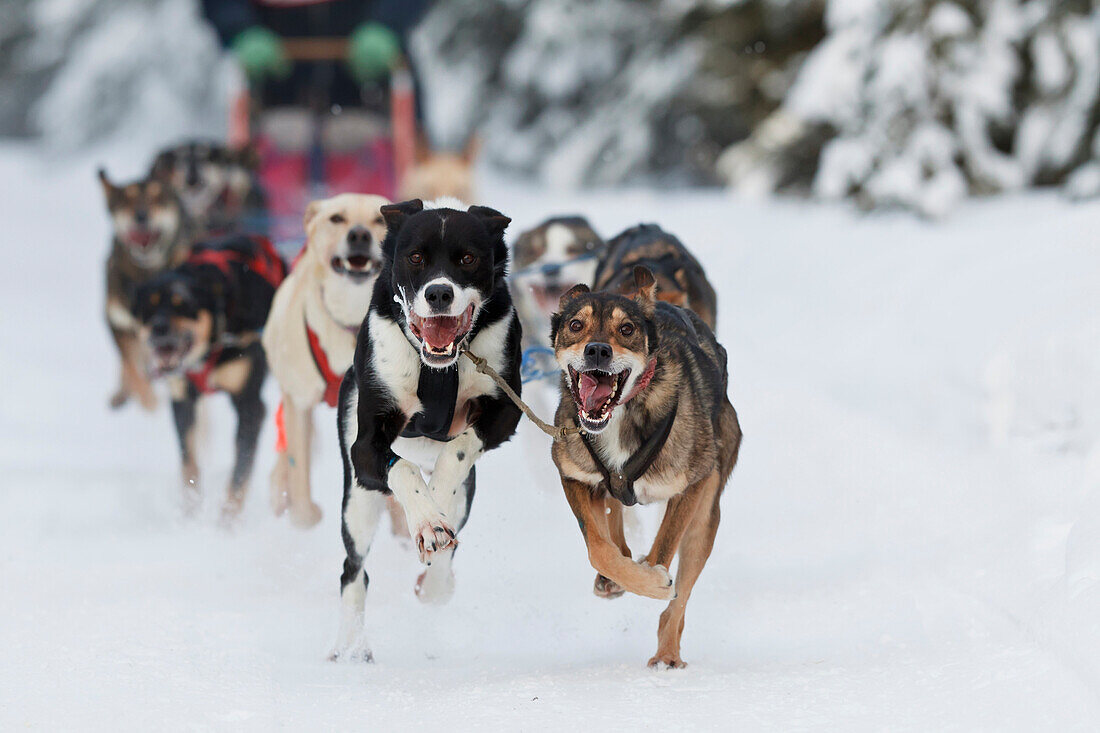 Joee Reddinton's Dogs Running In The 2011 Exxonmobil Open, Southcentral Alaska, Winter