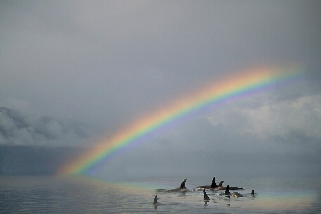 Composite Group Of Orcas Swimming Beneath A Rainbow In Frederick Sound. Summer In Southeast Alaska. Composite
