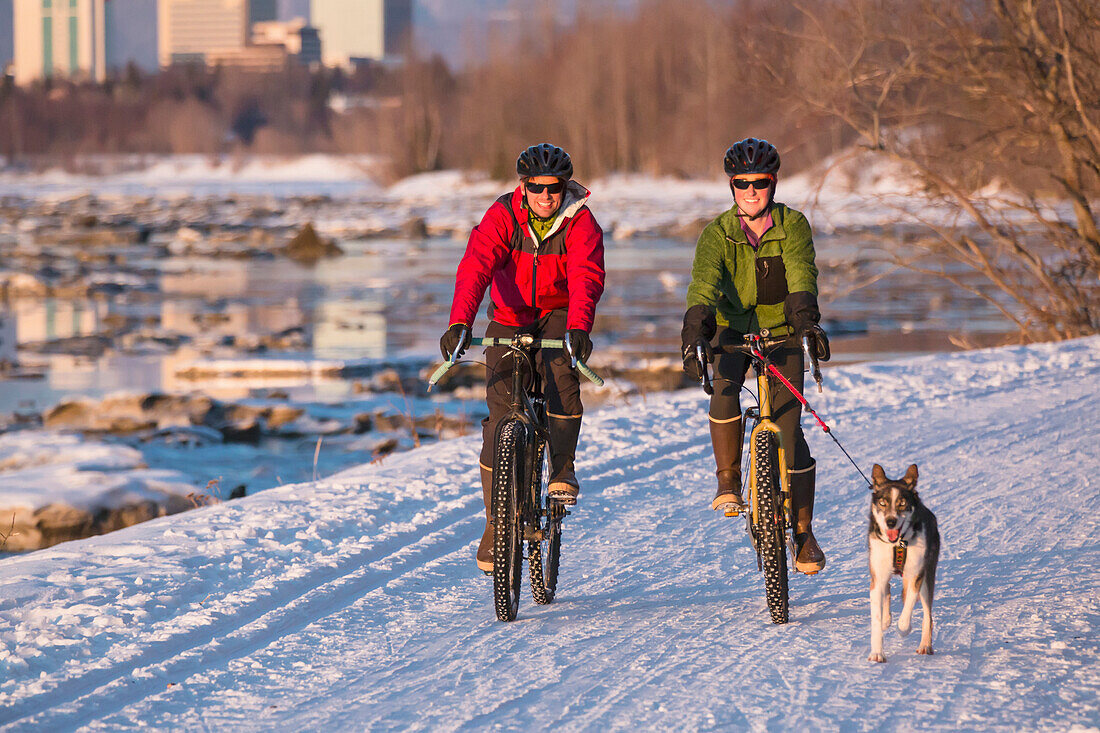 Bicyclists on the Tony Knowles Costal Trail led by an Alaskan Husky with downtown Anchorage in the background, Southcentral Alaska, USA, Winter