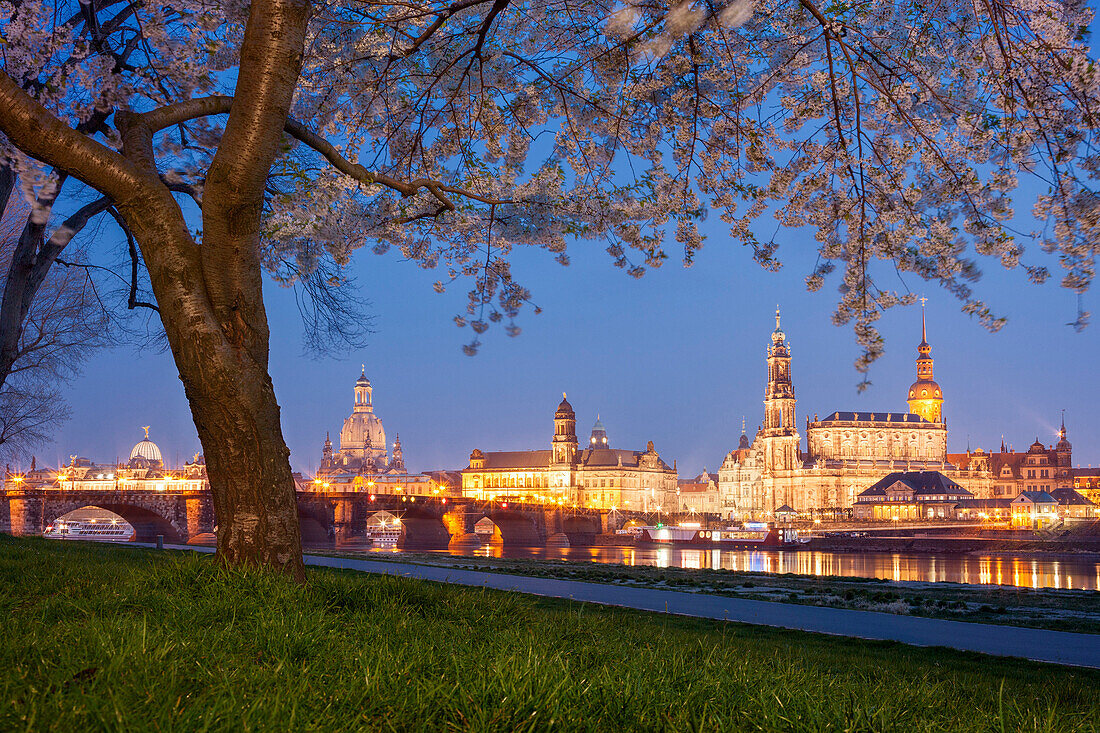 Illuminated old town of Dresden with the Academy of Fine Arts, the Frauenkirche, the House of the Estates, the Hofkirche and the Dresden Castle above the Elbe river in the blue dusk with blooming cherry tree in the foreground, Saxony, Germany