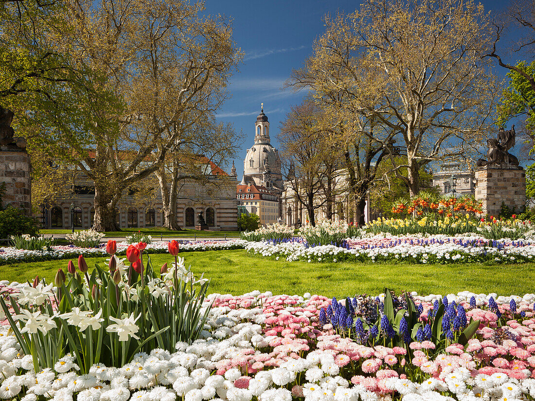 Brühlscher Garten in der Altstadt von Dresden mit Frauenkirche, Albertinum und blühendem Blumen im Vordergrund, Sachsen, Deutschland