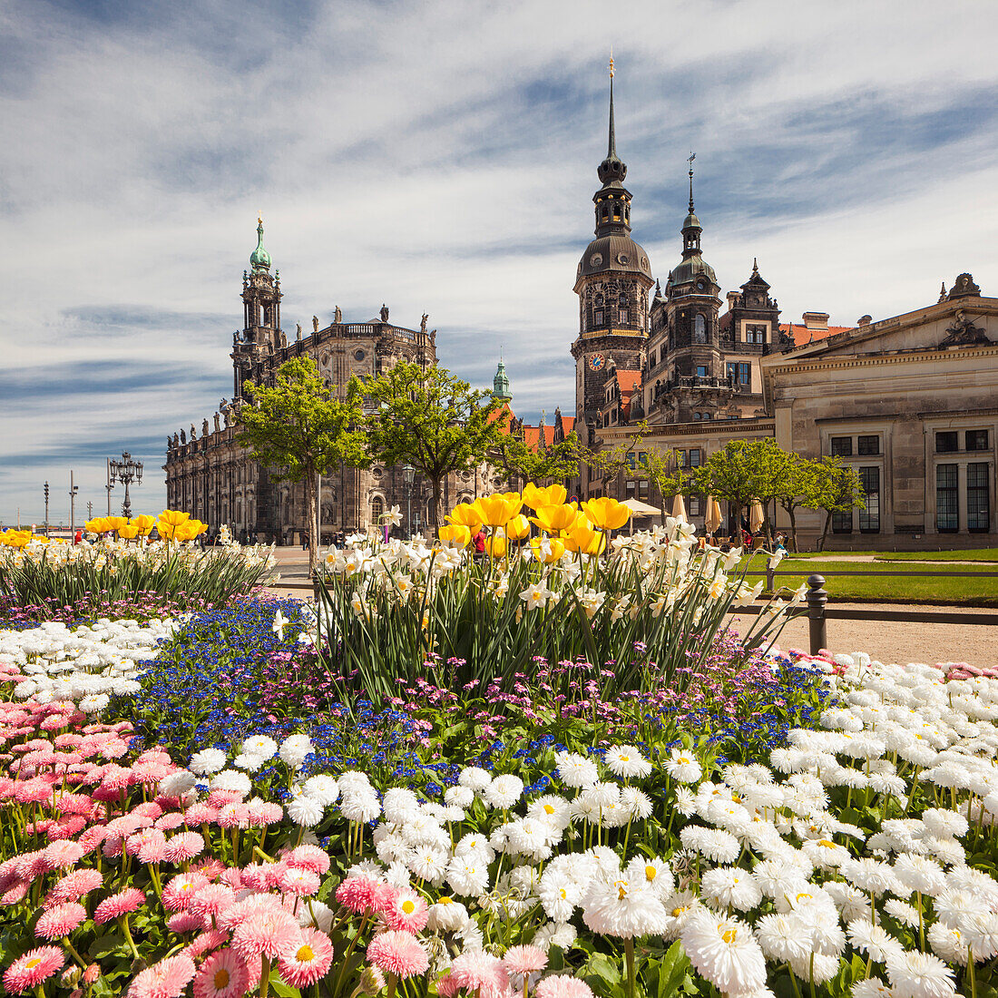 Theater Square with Hofkirche and Dresden Castle in spring with blooming flowers in the foreground, Dresden, Saxony, Germany