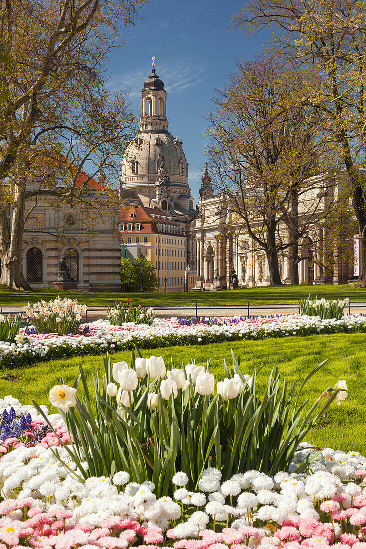 Bruehlscher garden in the old town of Dresden with the Frauenkirche, Albertinum and blooming flowers in the foreground, Saxony, Germany