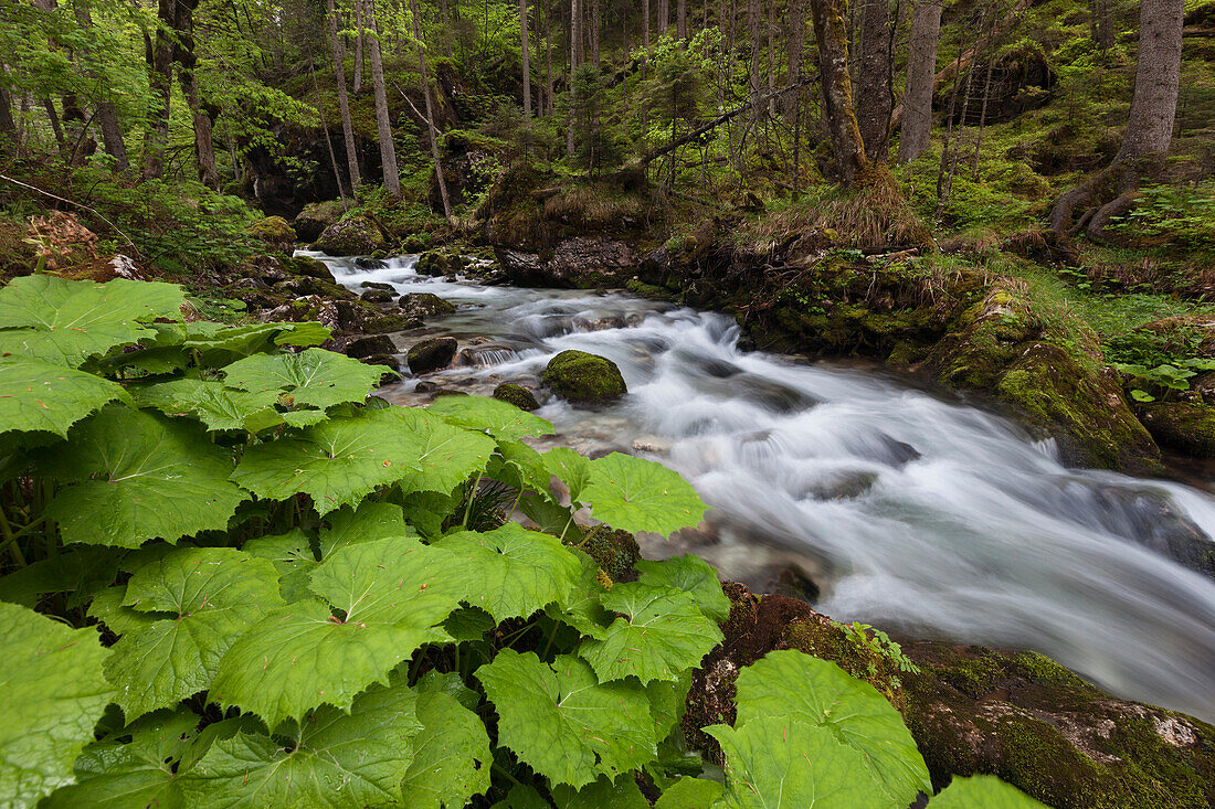 Bergbach im Wald des Hartelsgraben im Frühling mit Pflanzen im Vordergrund, Gesäuse Nationalpark, Ennstaler Alpen, Steiermark, Österreich