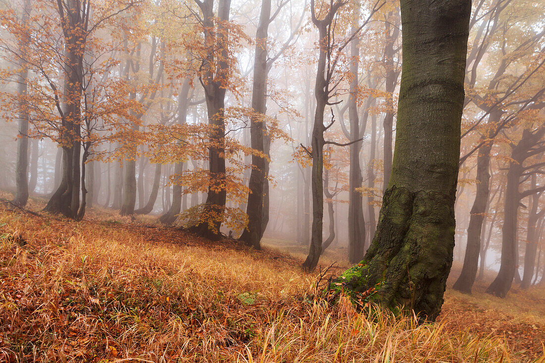 Urwüchsiger Buchenwald im Herbst mit Gras im Vordergrund, Erzgebirge, Ustecky kraj, Tschechische Republik