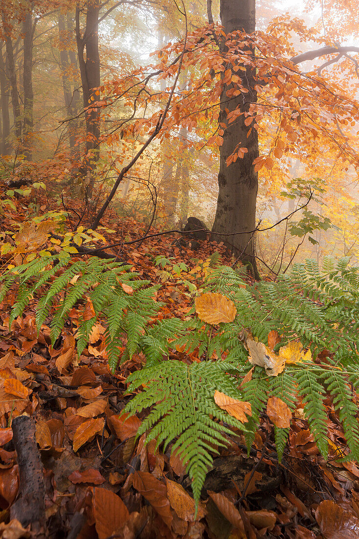 Primeval beech forest in autumn with fog and fern in the foreground, Ore Mountains, Ustecky kraj, Czech Republic