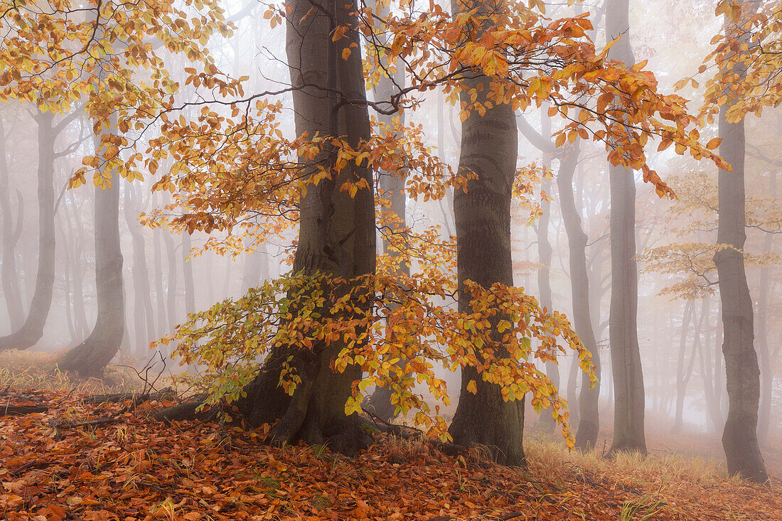 Primeval beech forest in autumn in the foreground, Ore Mountains, Ustecky kraj, Czech Republic