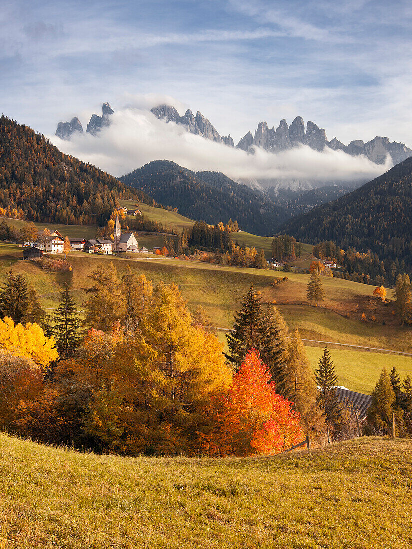 View over the Val di Funes valley in autumn with red cherry tree, Church of St. Mary Magdalene and the Geisler group in the background, Alps, Funes Alto Adige, Dolomites, South Tyrol, Italy, Europe