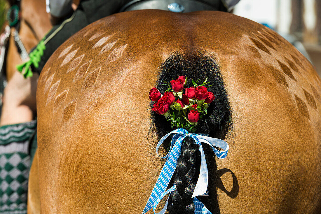 Pferd mit geflochtenen Schweif, traditioneller Festumzug, Garmisch-Partenkirchen, Oberbayern, Bayern, Deutschland