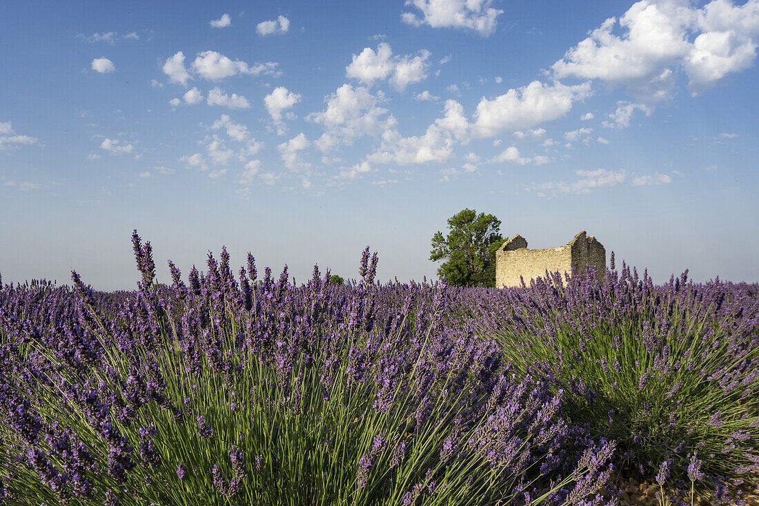 Lavendelfeld, Plateau de Valensole, Plateau de Valensole, Provence-Alpes-Côte d'Azur, Frankreich