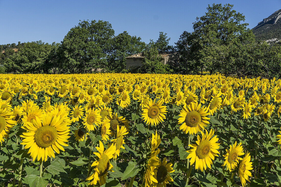 Sunflowers in a field, Loumarine, Vaucluse, Luberon Regional park, Provence-Alpes-Cote d’Azur, France