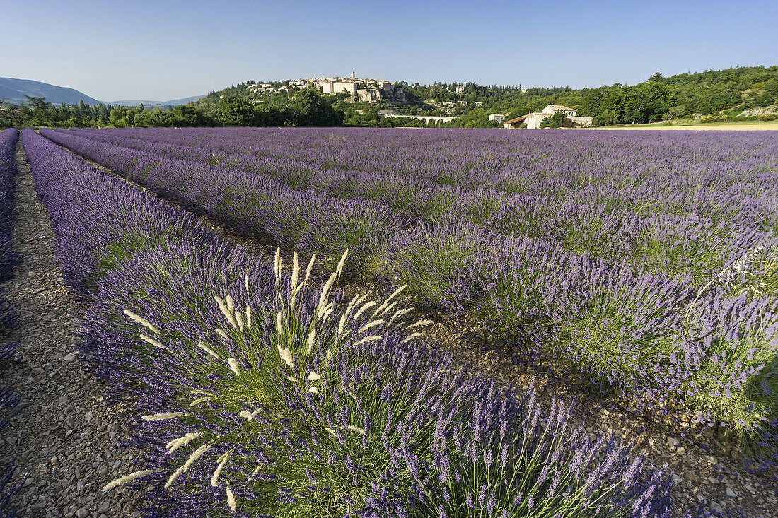 Lavender field near the village of Sault, Alpes-de-Haute-Provence, Provence-Alpes-Cote d’Azur, France