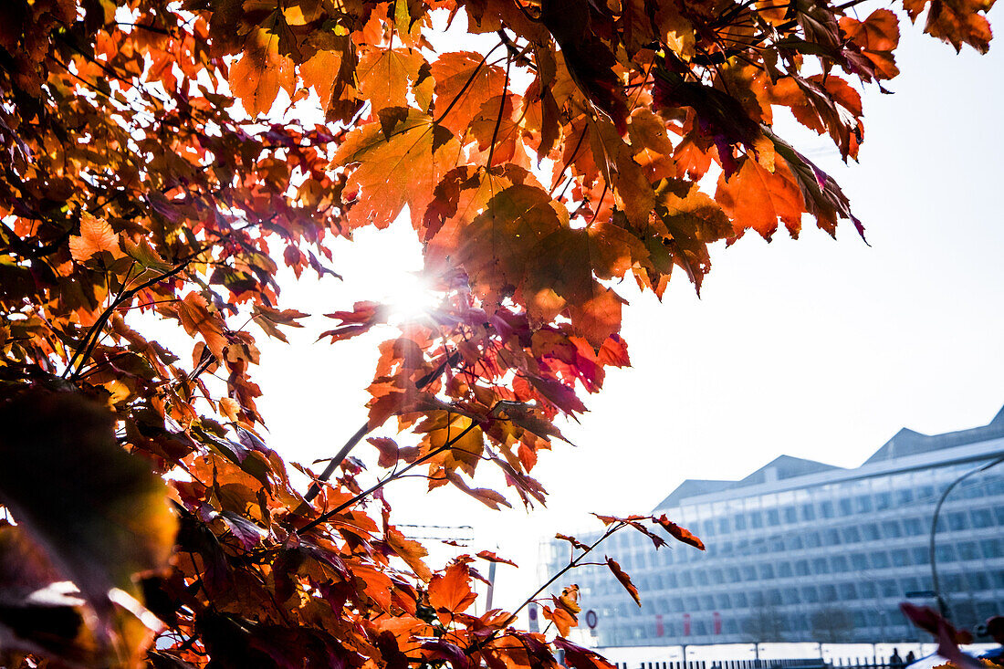 autumn mood in the Hamburger Hafencity and Speicherstadt, Hamburg, north Germany, Germany