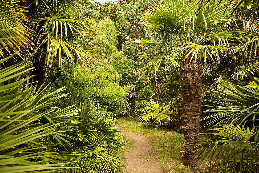 Palm trees, Botanical gardens of Chateau de Vauville, Cotentin, Normandy, France, Europe