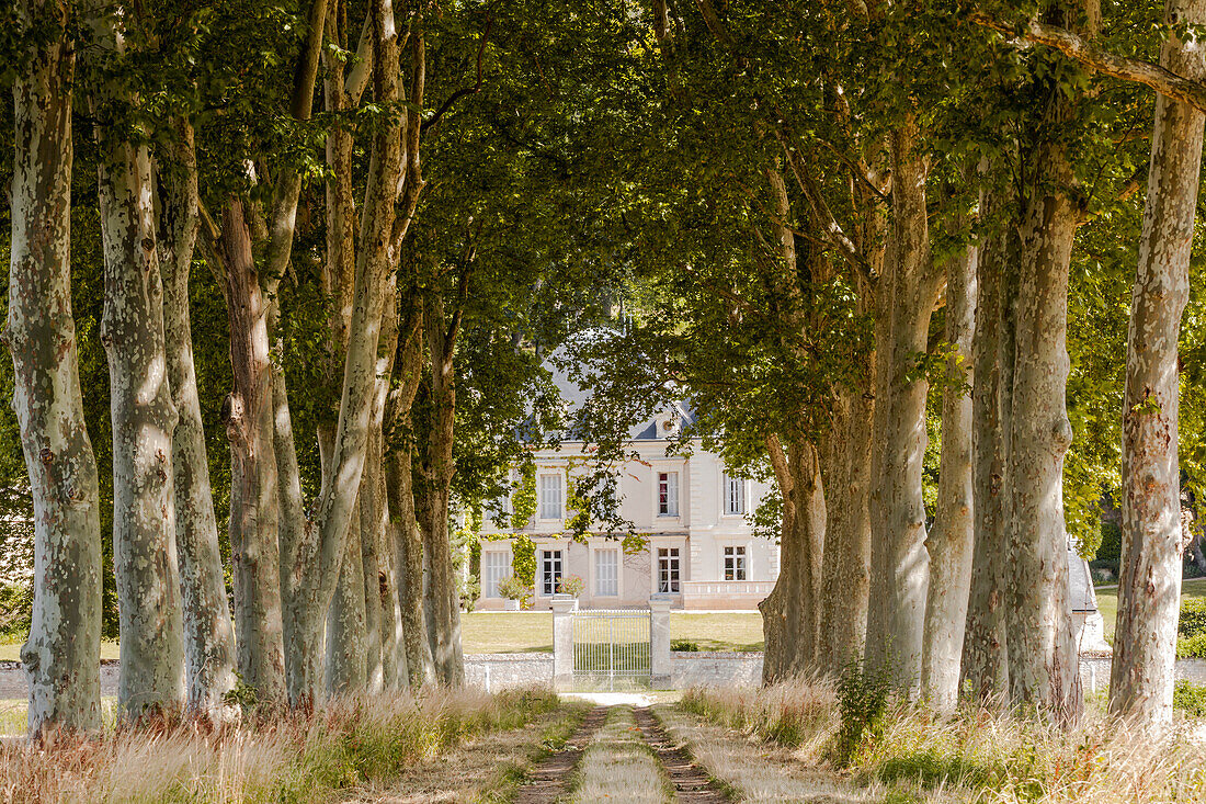Looking towards an old mansion down an avenue of trees near Chinon, Indre et Loire, France, Europe
