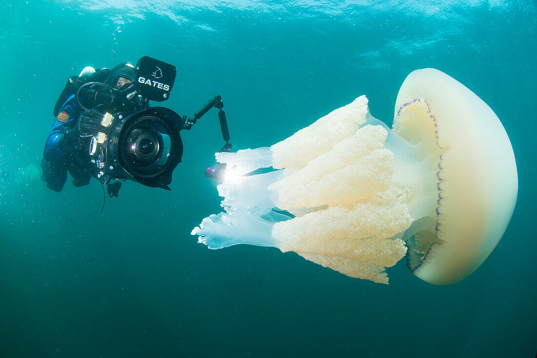 Diver with giant barrel jellyfish off the South Coast, Devon, England, United Kingdom, Europe