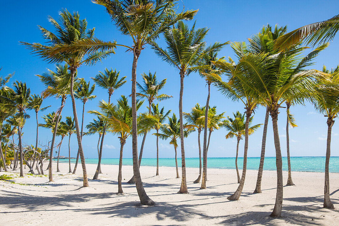 Juanillo Beach, Cap Cana, Punta Cana, … – License image – 71073217 ...