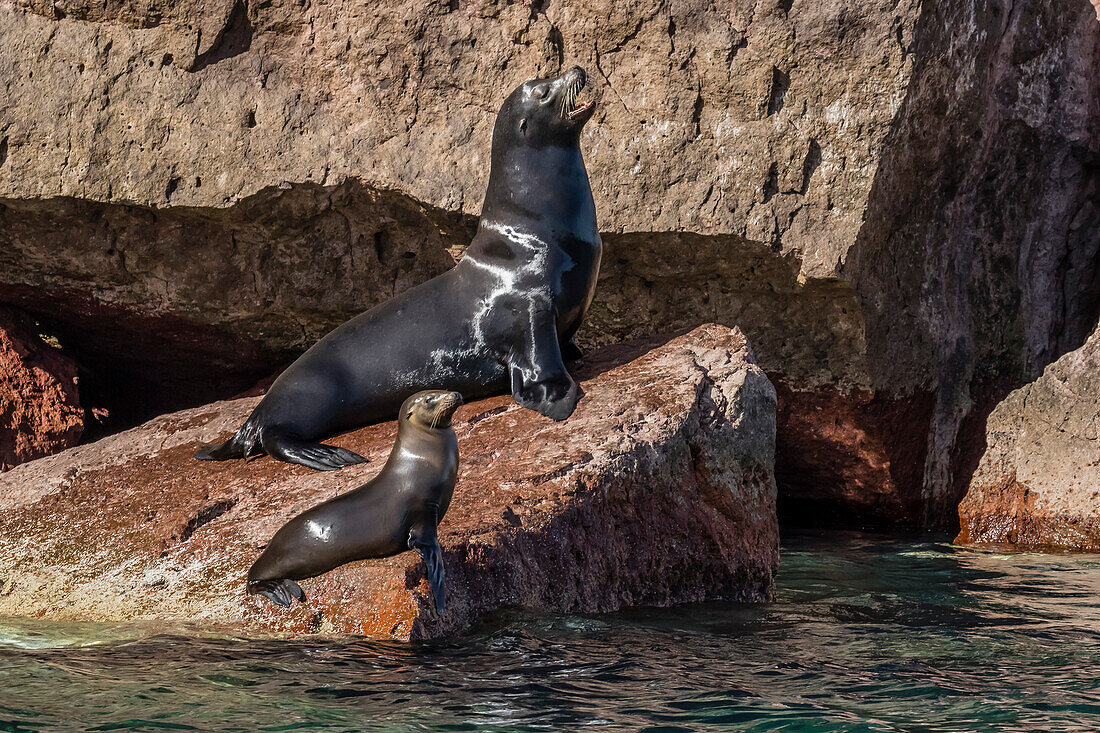 California sea lion Zalophus californianus bull and pup hauled out on Los Islotes, Baja California Sur, Mexico, North America