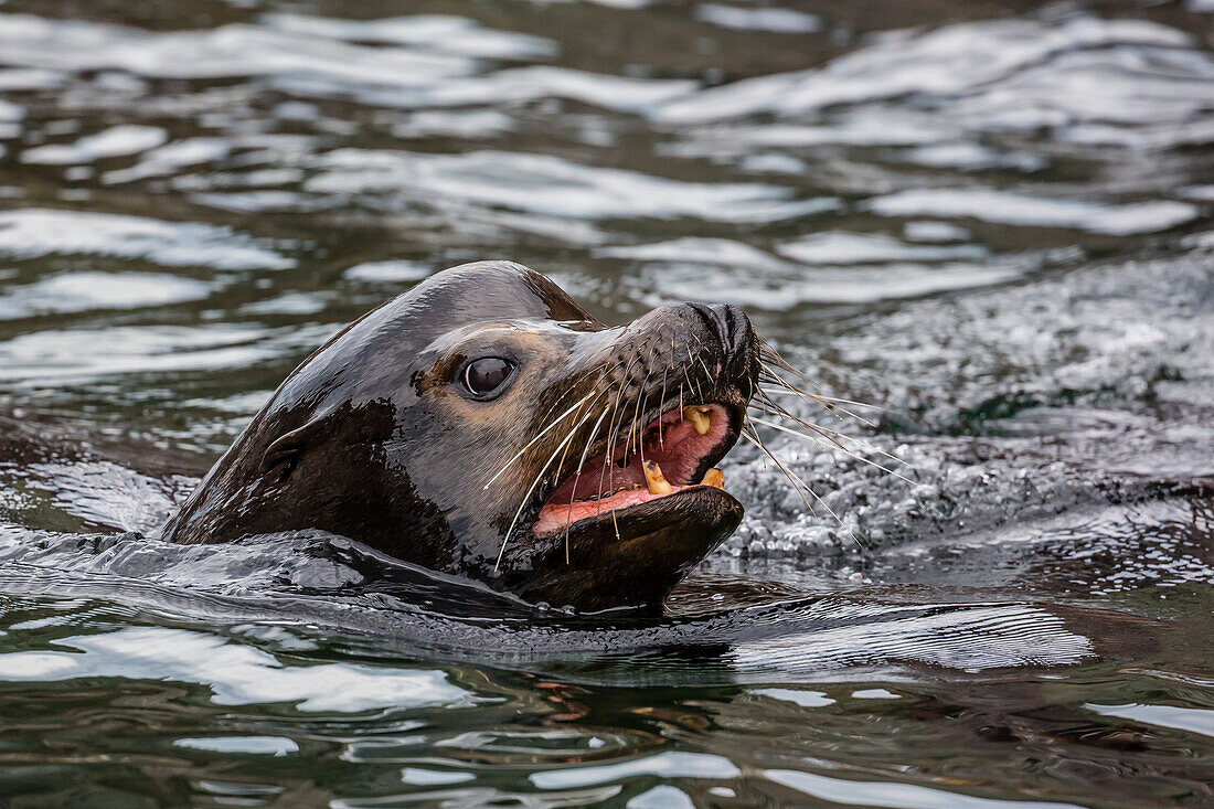 California sea lion bull Zalophus californianus on Isla San Pedro Martir, Baja California, Mexico, North America