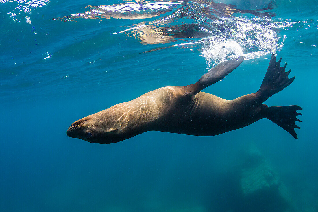 Adult California sea lion Zalophus californianus underwater at Los Islotes, Baja California Sur, Mexico, North America