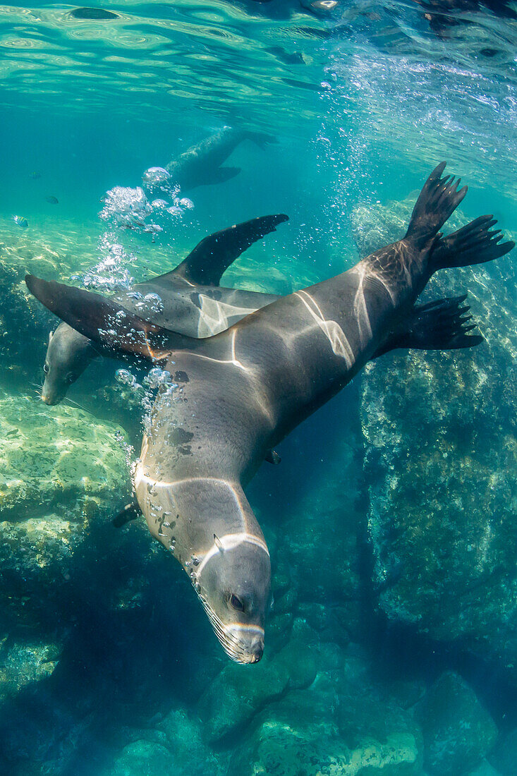 Adult California sea lions Zalophus californianus underwater at Los Islotes, Baja California Sur, Mexico, North America