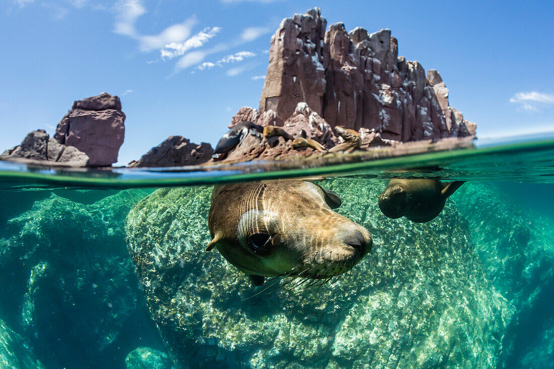 California sea lions Zalophus californianus, half above and half below at Los Islotes, Baja California Sur, Mexico, North America