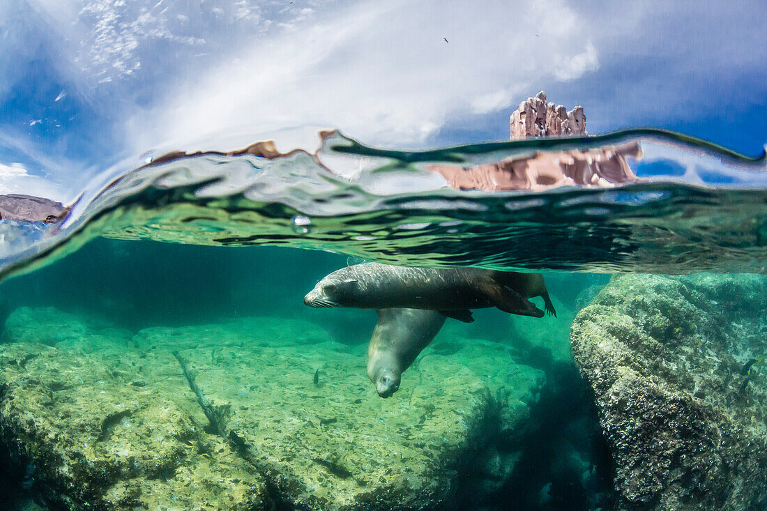 California sea lions Zalophus californianus, half above and half below at Los Islotes, Baja California Sur, Mexico, North America