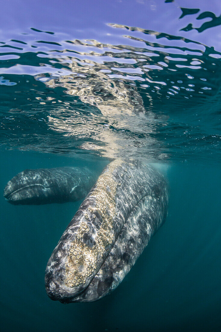 California gray whale Eschrichtius robustus mother and calf underwater in San Ignacio Lagoon, Baja California Sur, Mexico, North America