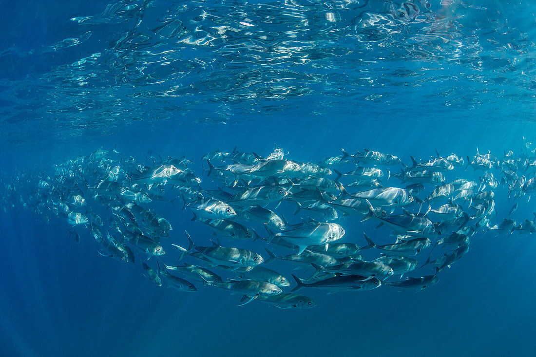 A large school of bigeye trevally Caranx sexfasciatus in deep water near Cabo Pulmo, Baja California Sur, Mexico, North America