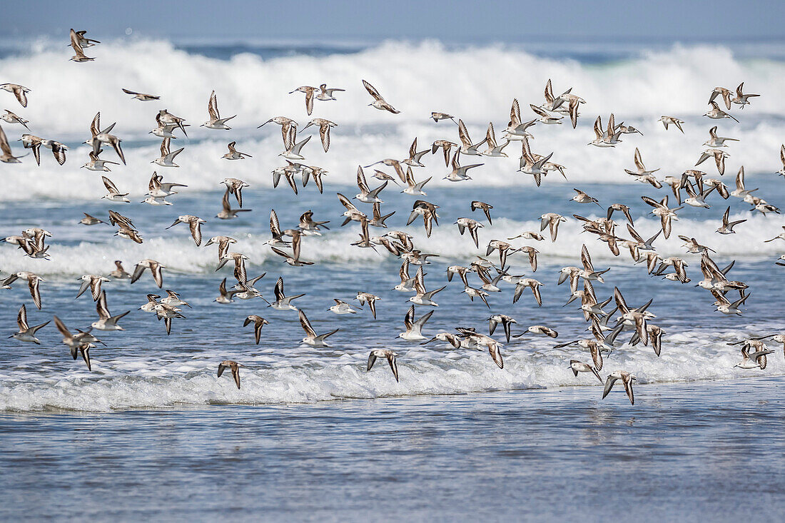 A flock of migrating sanderlings Calidris alba taking flight on Sand Dollar Beach, Baja California Sur, Mexico, North America