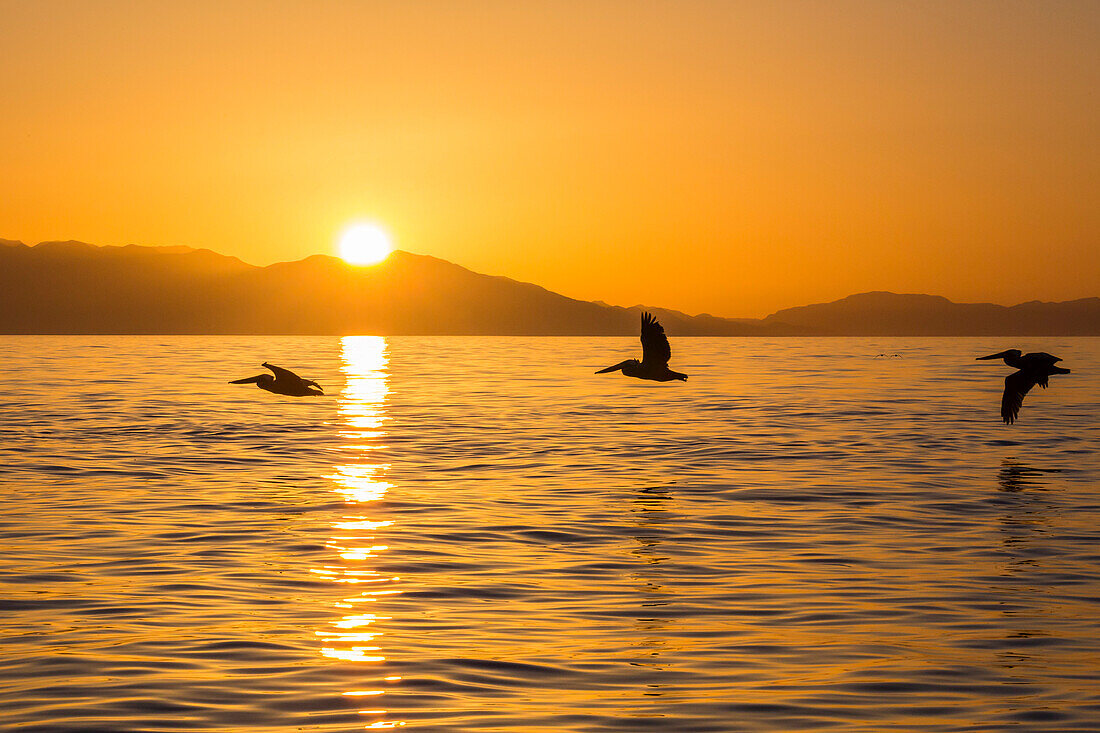 Brown pelicans Pelecanus occidentalis in flight formation at sunset near Isla Rasita, Baja California, Mexico, North America